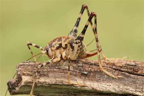 5 Things You Didn't Know About Cave Crickets - WorldAtlas