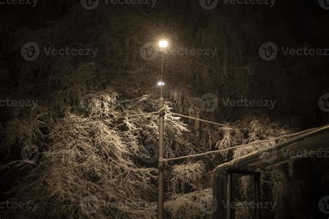 Snow at night in trees. 17455284 Stock Photo at Vecteezy