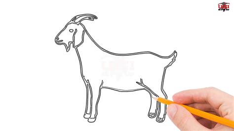 How to Draw a Goat Step by Step Easy for Beginners/Kids – Simple Goats ...