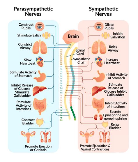 The Nervous System - An Introduction - Mariska Odendaal Physiotherapy