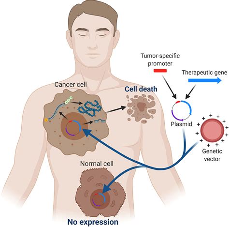 Frontiers | Strategies for Targeting Gene Therapy in Cancer Cells With ...