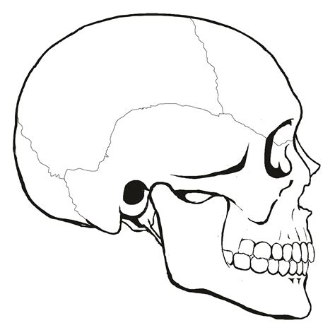 How To Draw A Human Skull Easy - Easy To Draw Skulls Step | Bodksawasusa