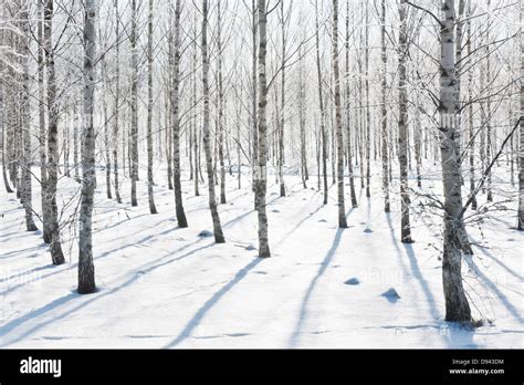 Birch trees in winter Stock Photo - Alamy