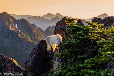 Olympic National Forest | Global Sojourns Photography