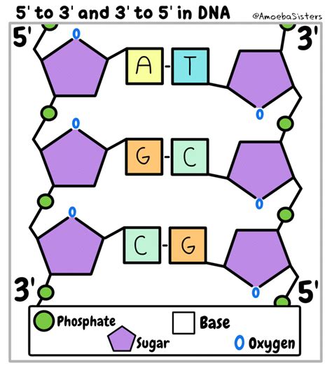 5' to 3' in DNA by SarinaSunbeam on DeviantArt