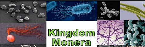 Kingdom Monera Examples, Characteristics, Definition, and Diagram