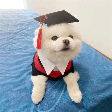 Graduation Dog