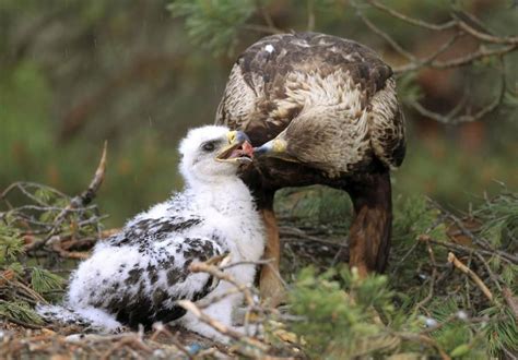 "Golden eagle feeding her chicks in a nest in a swamp near the village ...