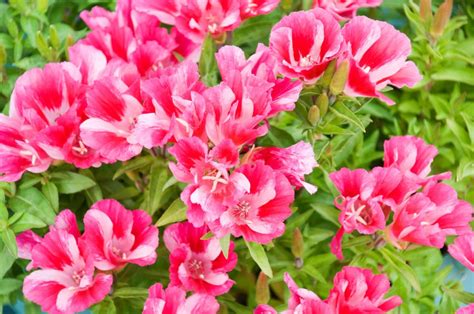 Clarkia - Flower of Passion - Best Landscape Ideas