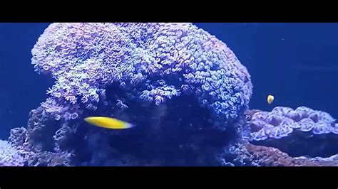 IKAN DORI || film Nemo - YouTube