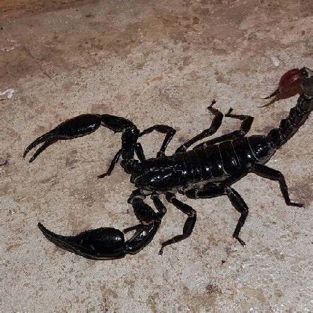 The black scorpion of Malaysia, (Heterometrus longimanus), assuming a ...