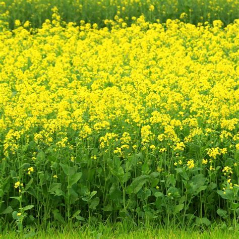 Mustard, Black, 150 seeds | TSC: Heirloom & OP seeds, non-GMO ...