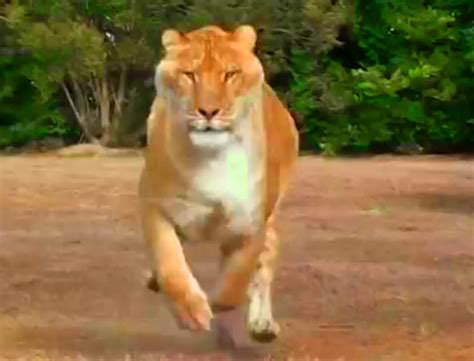 Hercules the Liger