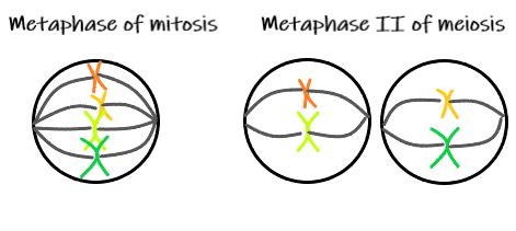 Meiosis II — Overview & Stages - Expii