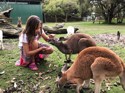 The Fascinating and fluffy Caversham Wildlife Park Perth - A Review