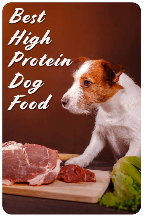 Best High Protein Dog Food To Enrich Your Pet's Diet