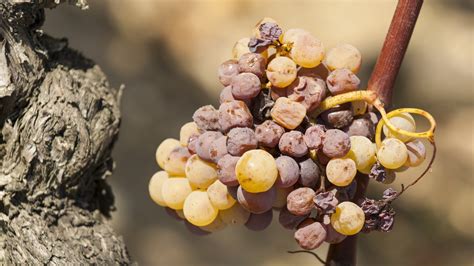 Sauternes - Sweet Wine Appellation of Bordeaux, France