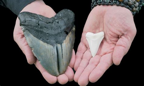 Discover the Largest Megalodon Tooth Ever Found - A-Z Animals