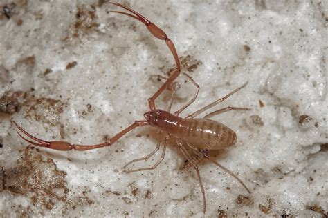 Cave Adapted Pseudoscorpion - Stock Image - C050/5452 - Science Photo ...