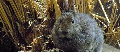 The Volcano Rabbit | Critter Science