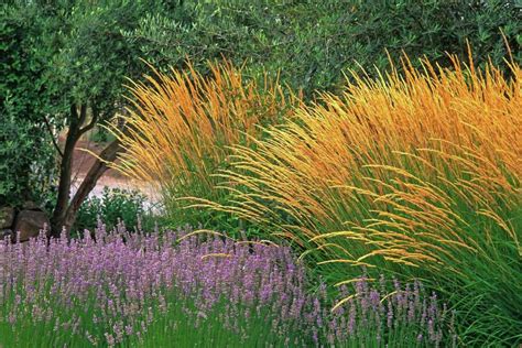 Ornamental Grasses Capture Attention With Easy Beauty Easy Care | Free ...