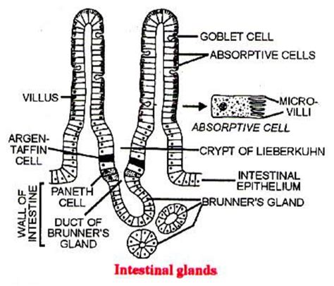 Digestive glands and their functions explanation | available in mutli ...