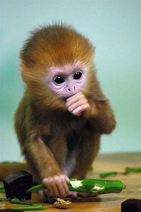 50 Adorable Baby Monkey Pictures That You Must See - Tail and Fur