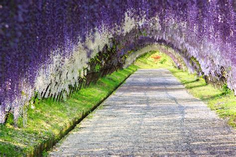 10+ Gorgeous Wisteria Tree Tunnels You Can Only Find in Japan