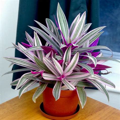 Rhoeo Plant, Rhoeo Discolor (Tricolor, Variegated) - Plant