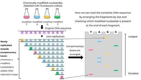 What Is Next-Generation Sequencing and Why do we Need it? · Frontiers ...