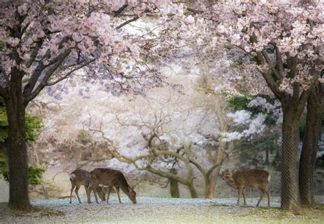 The 6 Best Places to See Cherry Blossoms in Nara, Japan | CuddlyNest