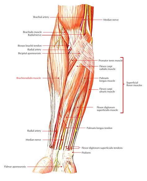 [더필라테스재활교육협회]위팔노근/상완요근 / Brachioradialis : 네이버 블로그