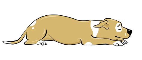 5 Dog Sleeping Positions and What They Mean | PetMD