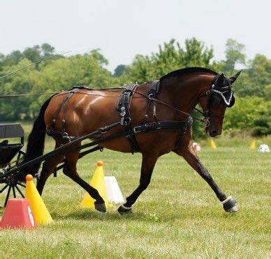 Pro Equine Grooms - Roaching Manes