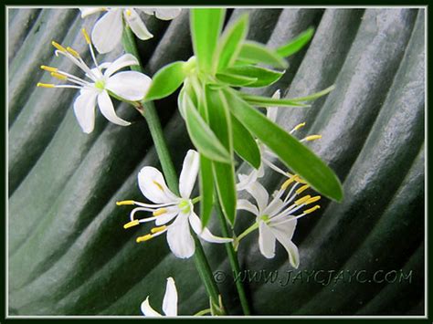 Flowers & plantlet of Chlorophytum comosum 'Variegatum' | Flickr