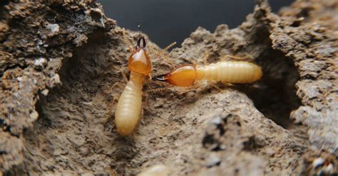 Drywood vs Subterranean Termites | Hulett Environmental Services