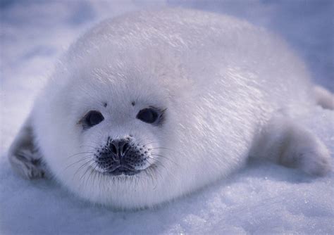 Harp seal pup on ice. Photo by Aqqa Rosing Asvid