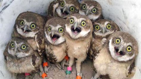 The Tale Behind the Cute Burrowing Owls That Went Viral During the ...