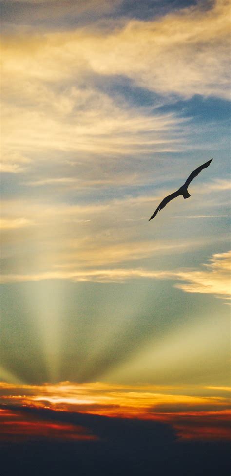 1440x2960 Bird Flying Sunset Evening View Clouds Beautiful Sky 5k ...