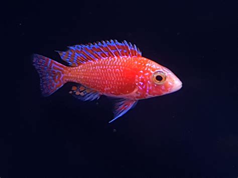 9 best u/worldofaquariums images on Pholder | Aquarium, Fishtank and ...