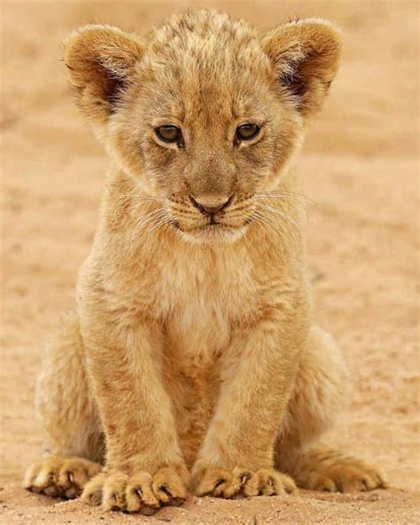 Wildlife Animals & Nature | Baby animals pictures, Cute lion, Lion cub