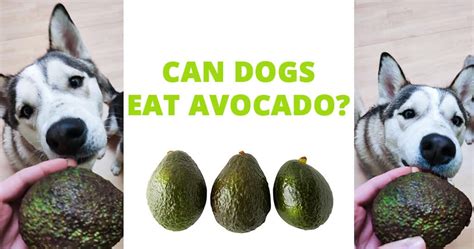 Are Avocados Bad For Dogs