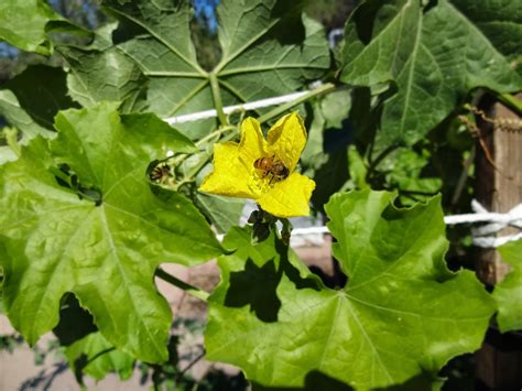 The Scientific Gardener: Admiring the Mighty Luffa