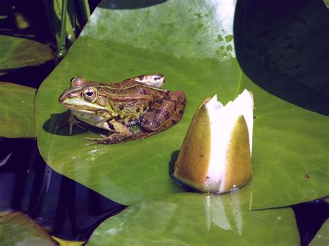 Free picture: water, green leaf, swamp, lotus, animal, reptile ...