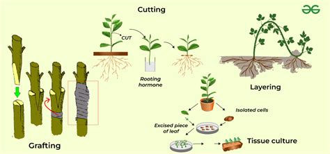 Vegetative Propagation - Definition, Types, and Examples