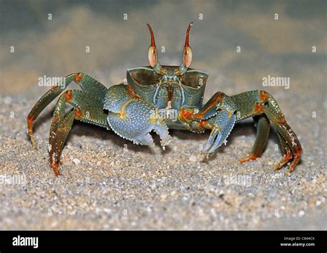 horned ghost crab / Ocypode ceratophthalmus Stock Photo - Alamy