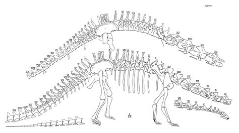 pneumatic hiatus | Sauropod Vertebra Picture of the Week