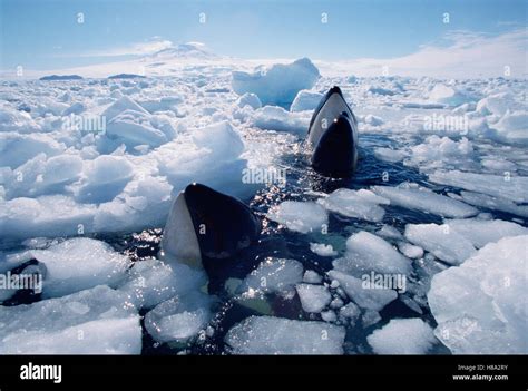 Orca (Orcinus orca) pod surfacing in icebreaker channel, must find open ...