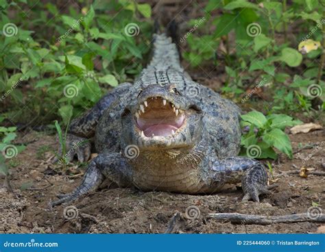 Closeup Head on Portrait of Black Caiman Melanosuchus Niger Looking at ...