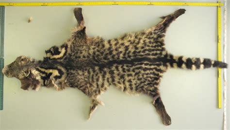 Abe's Animals: Malabar civet